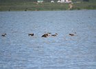 Zwaangans (Swan goose) Anser cygnoides - Ogii Nuur 14-08-2016 (4)